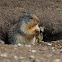 Columbian Ground Squirrel