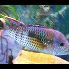 Green terror cichlid