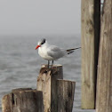 Caspian Tern