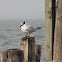 Caspian Tern
