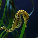 Potbelly Seahorse