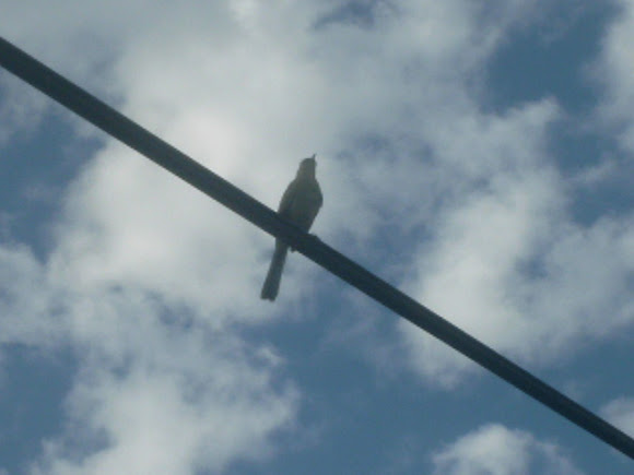 Spotting Image 1