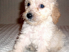 Hermosos Cachorros Poodles Medianos $60000