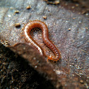 Soil centipede