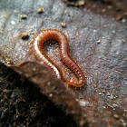 Soil centipede