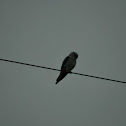 Black-shouldered Kite