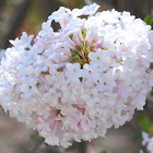 Fragrant Viburnum
