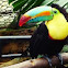 Tucan