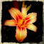 Daylily