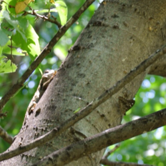 Spotting Image 1