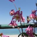 Pink aquilegia