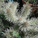 cactus #@*§@#
