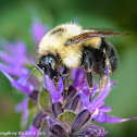 Bumblebee