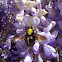 Carpenter bee