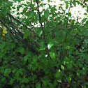 Japanese quince