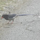 Red-billed Blue Magpie