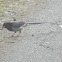 Red-billed Blue Magpie