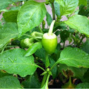 Chili pepper
