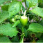 Chili pepper