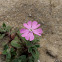 Silene littorea