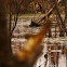 Blue-winged teal