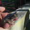Tree frog