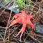 Anemone stinkhorn