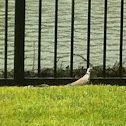 Ringneck dove