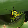 Grasshoppers & Crickets of Malaysia