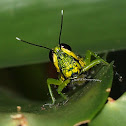 Grasshopper
