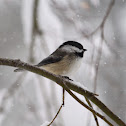 Black Capped Chickadee