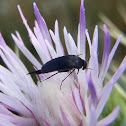 Tumbling Flower Beetle. Escarabajo Mordella