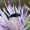 Tumbling Flower Beetle. Escarabajo Mordella