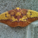 Imperial moth