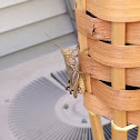 Grasshopper