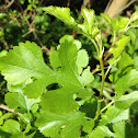 Red Mulberry