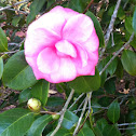 camellia