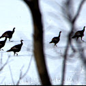 Eastern Wild Turkey