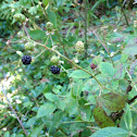 Wild Blackberry