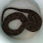 Brown Water Snake