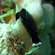 Chelidonura inornata