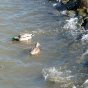 mallard ducks