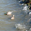 mallard ducks