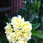 Yellow Lady Banks Rose