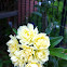 Yellow Lady Banks Rose