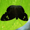 Multi-spotted Snow Flat Skipper Butterfly