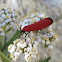 Tiger moth