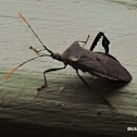 Leaf Footed Bug