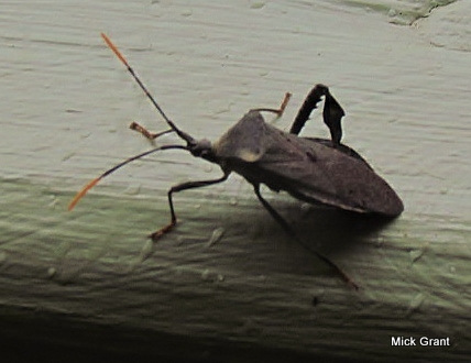 Spotting Image 1