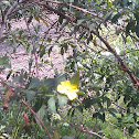 Common Primrose Willow